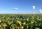 Veranicos comprometem soja em Dourados, Ponta Porã e Maracaju