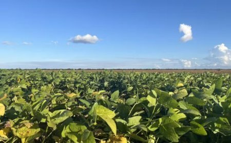 Veranicos comprometem soja em Dourados, Ponta Porã e Maracaju