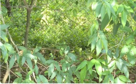 Homem é encontrado morto em parque de Campo Grande