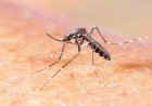 Mato Grosso do Sul registra duas mortes suspeitas por dengue, diz SES