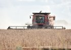 MS tem cinco cidades entre as maiores produtoras de soja do Brasil