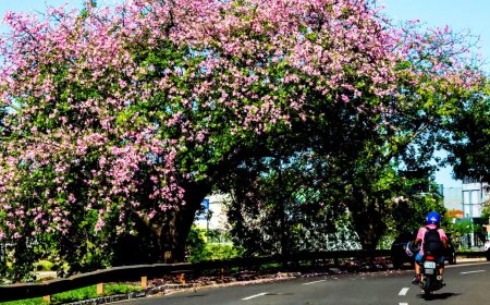 Campo Grande recebe título de ‘Cidade Árvore do Mundo’ pelo 7° ano consecutivo