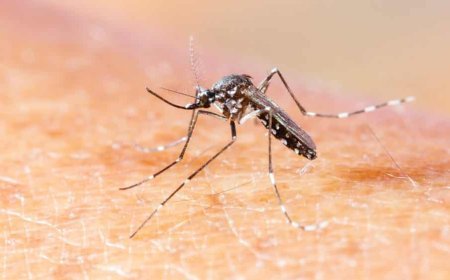 Mato Grosso do Sul registra duas mortes suspeitas por dengue, diz SES