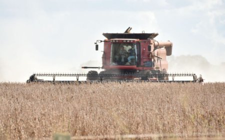 MS tem cinco cidades entre as maiores produtoras de soja do Brasil