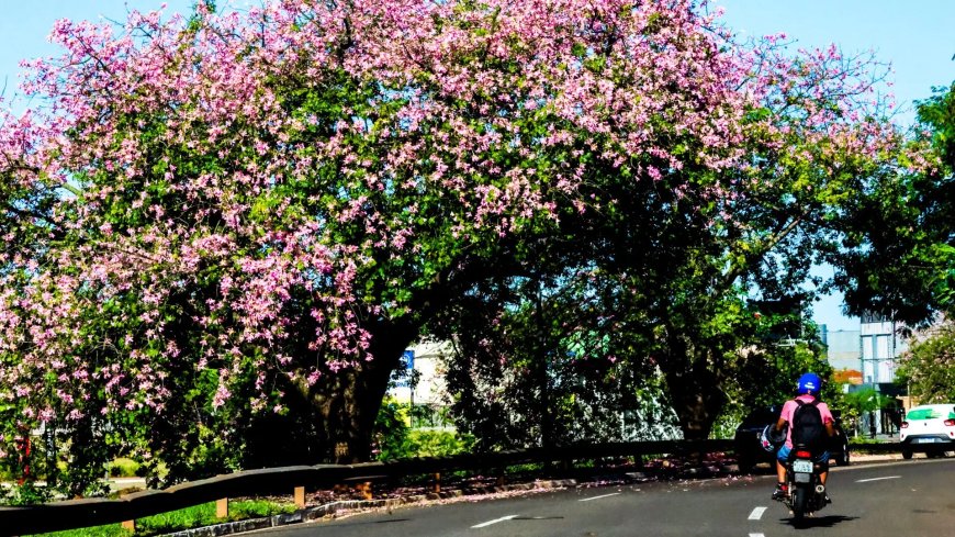 Campo Grande recebe título de ‘Cidade Árvore do Mundo’ pelo 7° ano consecutivo