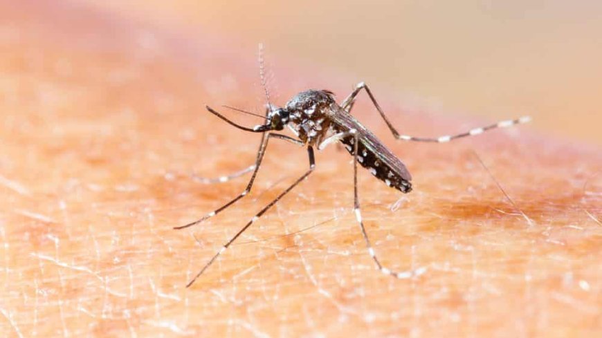 Mato Grosso do Sul registra duas mortes suspeitas por dengue, diz SES