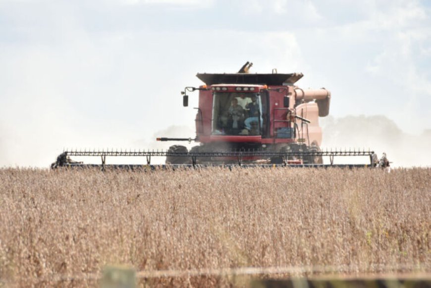 MS tem cinco cidades entre as maiores produtoras de soja do Brasil