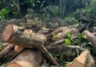 Homem morre após ser atingido por árvore durante poda em MS