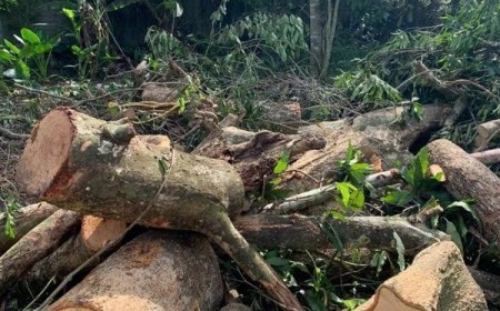 Homem morre após ser atingido por árvore durante poda em MS