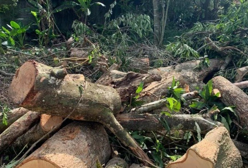 Homem morre após ser atingido por árvore durante poda em MS