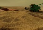 Maior produtor de soja de MS, Ponta Porã colhe mais do que toda a Itália