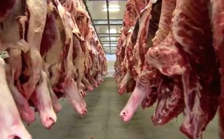 Frigoríficos de MS dão férias coletivas e reduzem abate de carne bovina após Brasil atingir 80% de cota da China