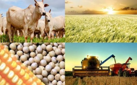 EDITORIAL:  A importância do Mato Grosso do Sul para a economia brasileira