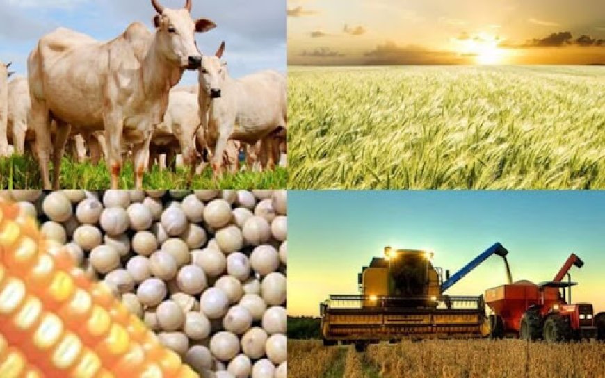 EDITORIAL:  A importância do Mato Grosso do Sul para a economia brasileira